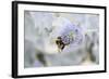 Bumblebee on Flower at Cap Ferret, France-Françoise Gaujour-Framed Photographic Print