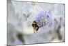 Bumblebee on Flower at Cap Ferret, France-Françoise Gaujour-Mounted Photographic Print