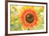 Bumblebee on Sunflower, Community Garden Project, Washington-Stuart Westmorland-Framed Photographic Print