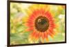 Bumblebee on Sunflower, Community Garden Project, Washington-Stuart Westmorland-Framed Photographic Print