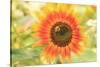 Bumblebee on Sunflower, Community Garden Project, Washington-Stuart Westmorland-Stretched Canvas