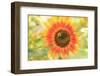Bumblebee on Sunflower, Community Garden Project, Washington-Stuart Westmorland-Framed Photographic Print
