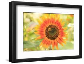 Bumblebee on Sunflower, Community Garden Project, Washington-Stuart Westmorland-Framed Photographic Print