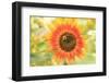 Bumblebee on Sunflower, Community Garden Project, Washington-Stuart Westmorland-Framed Photographic Print