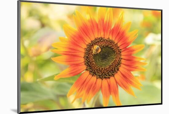Bumblebee on Sunflower, Community Garden Project, Washington-Stuart Westmorland-Mounted Photographic Print