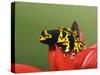 Bumblebee Poison Frog, Aka Yellow-Banded Poison Dart Frog-Adam Jones-Stretched Canvas