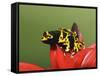 Bumblebee Poison Frog, Aka Yellow-Banded Poison Dart Frog-Adam Jones-Framed Stretched Canvas