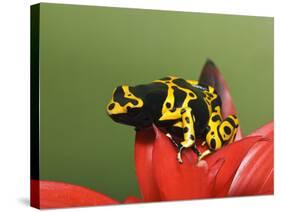 Bumblebee Poison Frog, Aka Yellow-Banded Poison Dart Frog-Adam Jones-Stretched Canvas