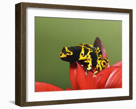 Bumblebee Poison Frog, Aka Yellow-Banded Poison Dart Frog-Adam Jones-Framed Photographic Print