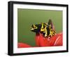 Bumblebee Poison Frog, Aka Yellow-Banded Poison Dart Frog-Adam Jones-Framed Photographic Print