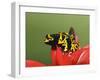 Bumblebee Poison Frog, Aka Yellow-Banded Poison Dart Frog-Adam Jones-Framed Photographic Print