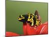 Bumblebee Poison Frog, Aka Yellow-Banded Poison Dart Frog-Adam Jones-Mounted Photographic Print