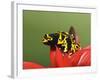 Bumblebee Poison Frog, Aka Yellow-Banded Poison Dart Frog-Adam Jones-Framed Photographic Print