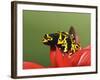 Bumblebee Poison Frog, Aka Yellow-Banded Poison Dart Frog-Adam Jones-Framed Photographic Print