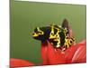 Bumblebee Poison Frog, Aka Yellow-Banded Poison Dart Frog-Adam Jones-Mounted Photographic Print