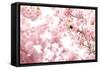 Bumblebee Sitting Between Blooming Cherry Blossoms-Felix Strohbach-Framed Stretched Canvas