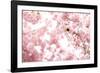 Bumblebee Sitting Between Blooming Cherry Blossoms-Felix Strohbach-Framed Photographic Print