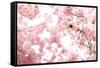 Bumblebee Sitting Between Blooming Cherry Blossoms-Felix Strohbach-Framed Stretched Canvas
