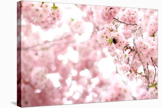 Bumblebee Sitting Between Blooming Cherry Blossoms-Felix Strohbach-Stretched Canvas