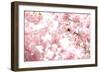 Bumblebee Sitting Between Blooming Cherry Blossoms-Felix Strohbach-Framed Photographic Print