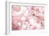 Bumblebee Sitting Between Blooming Cherry Blossoms-Felix Strohbach-Framed Photographic Print