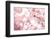 Bumblebee Sitting Between Blooming Cherry Blossoms-Felix Strohbach-Framed Photographic Print