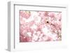 Bumblebee Sitting Between Blooming Cherry Blossoms-Felix Strohbach-Framed Photographic Print