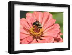 Bumblebee-null-Framed Photographic Print