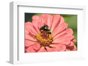 Bumblebee-null-Framed Photographic Print