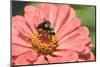 Bumblebee-null-Mounted Photographic Print
