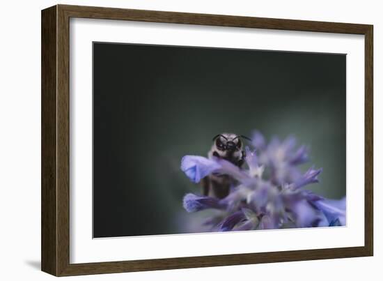 Bumblebees and bees at the work,-Nadja Jacke-Framed Photographic Print