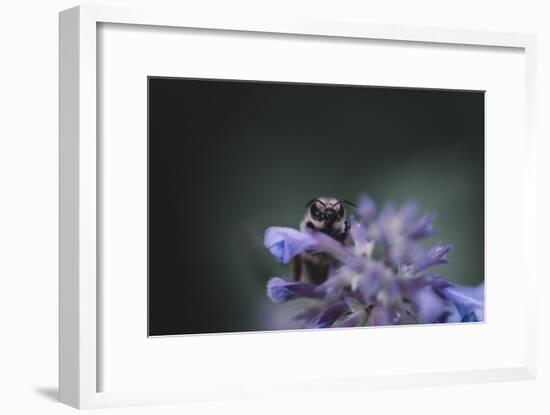 Bumblebees and bees at the work,-Nadja Jacke-Framed Photographic Print