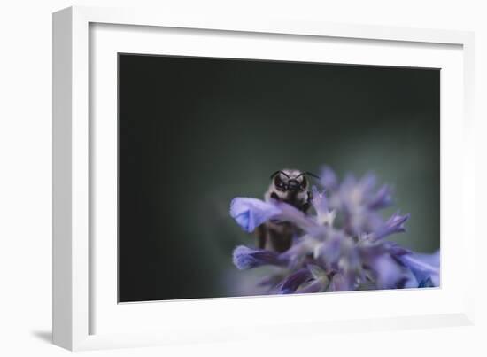 Bumblebees and bees at the work,-Nadja Jacke-Framed Photographic Print