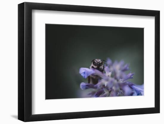 Bumblebees and bees at the work,-Nadja Jacke-Framed Photographic Print