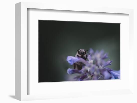 Bumblebees and bees at the work,-Nadja Jacke-Framed Photographic Print