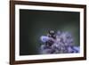 Bumblebees and bees at the work,-Nadja Jacke-Framed Photographic Print