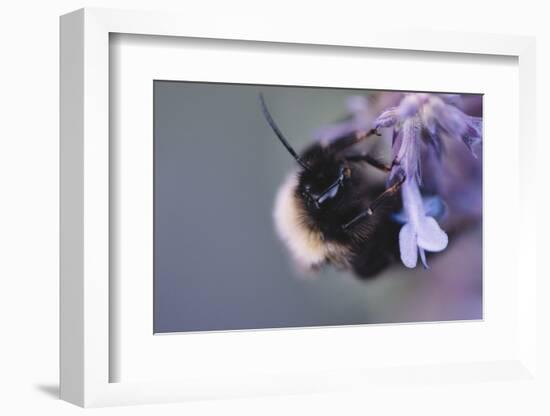 Bumblebees and bees at the work,-Nadja Jacke-Framed Photographic Print