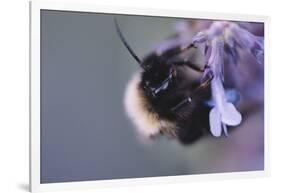 Bumblebees and bees at the work,-Nadja Jacke-Framed Photographic Print