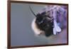 Bumblebees and bees at the work,-Nadja Jacke-Framed Photographic Print