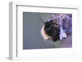 Bumblebees and bees at the work,-Nadja Jacke-Framed Photographic Print