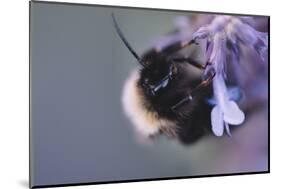 Bumblebees and bees at the work,-Nadja Jacke-Mounted Photographic Print
