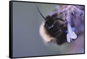 Bumblebees and bees at the work,-Nadja Jacke-Framed Stretched Canvas