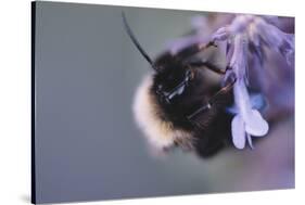 Bumblebees and bees at the work,-Nadja Jacke-Stretched Canvas