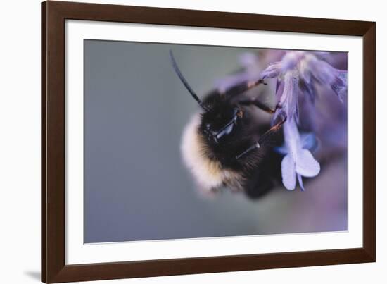 Bumblebees and bees at the work,-Nadja Jacke-Framed Photographic Print