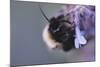 Bumblebees and bees at the work,-Nadja Jacke-Mounted Photographic Print