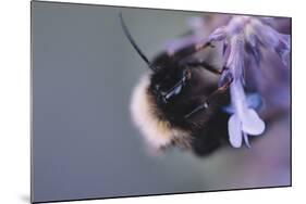 Bumblebees and bees at the work,-Nadja Jacke-Mounted Photographic Print