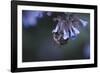 Bumblebees and bees at the work,-Nadja Jacke-Framed Photographic Print