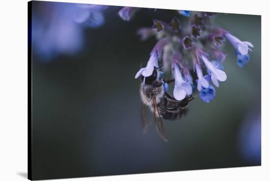 Bumblebees and bees at the work,-Nadja Jacke-Stretched Canvas
