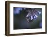 Bumblebees and bees at the work,-Nadja Jacke-Framed Photographic Print