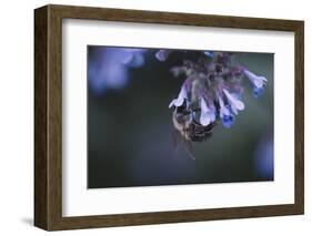 Bumblebees and bees at the work,-Nadja Jacke-Framed Photographic Print